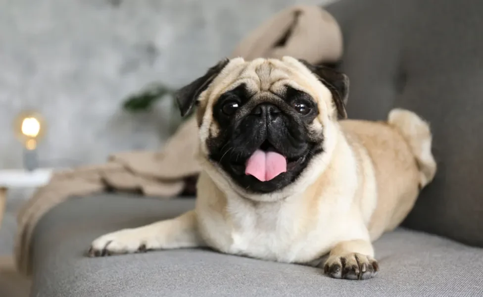 cachorro pug deitado no sofá