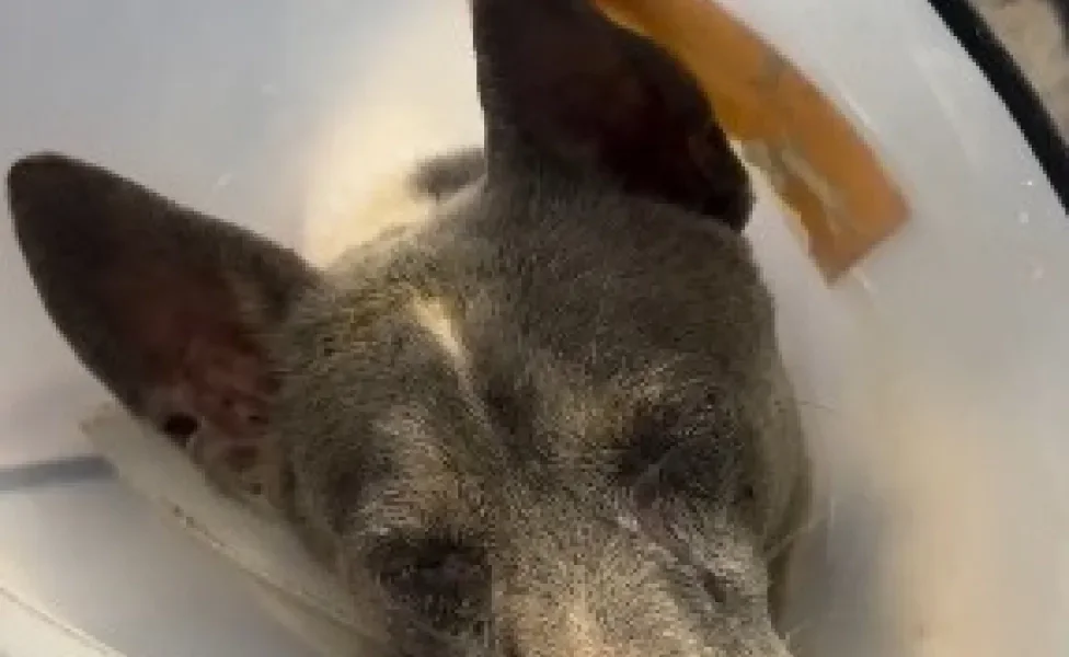 cachorro resgatado dormindo usando cone elizabetano 