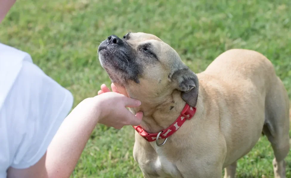 cachorro tem tireoide: pessoa acariciando pescoço do cão