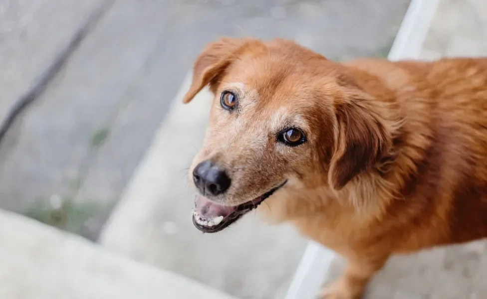 cachorro vira lata caramelo olhando para a foto