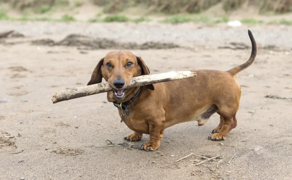 Cachorro Dachshund com galho na boca