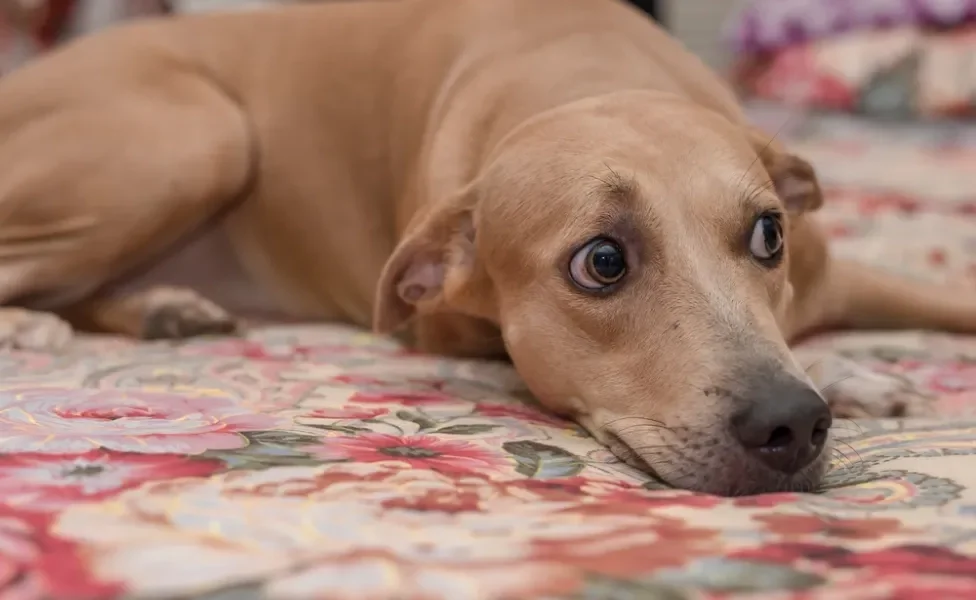 cachorro ansioso com olhar assustado deitado no tapete