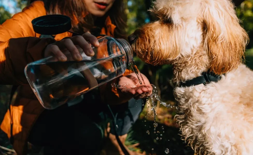 Cãozinho peludo bebendo água de garrafa oferecida por tutora