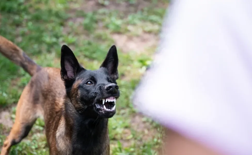 Cachorro mostrando os dentes para uma pessoa