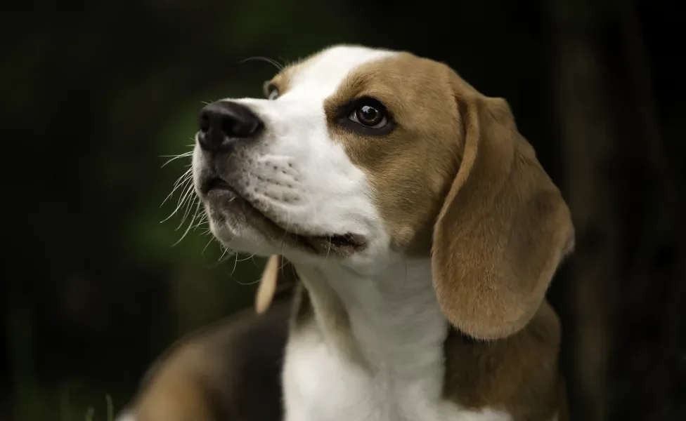 Beagle jovem olhando para cima em fundo de natureza