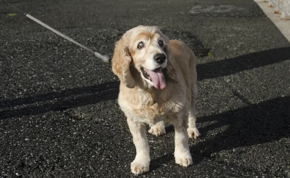 Cão cego passeando na rua com coleira