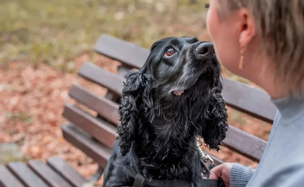 Cachorro Cocker preto cheirando a dona em um parque