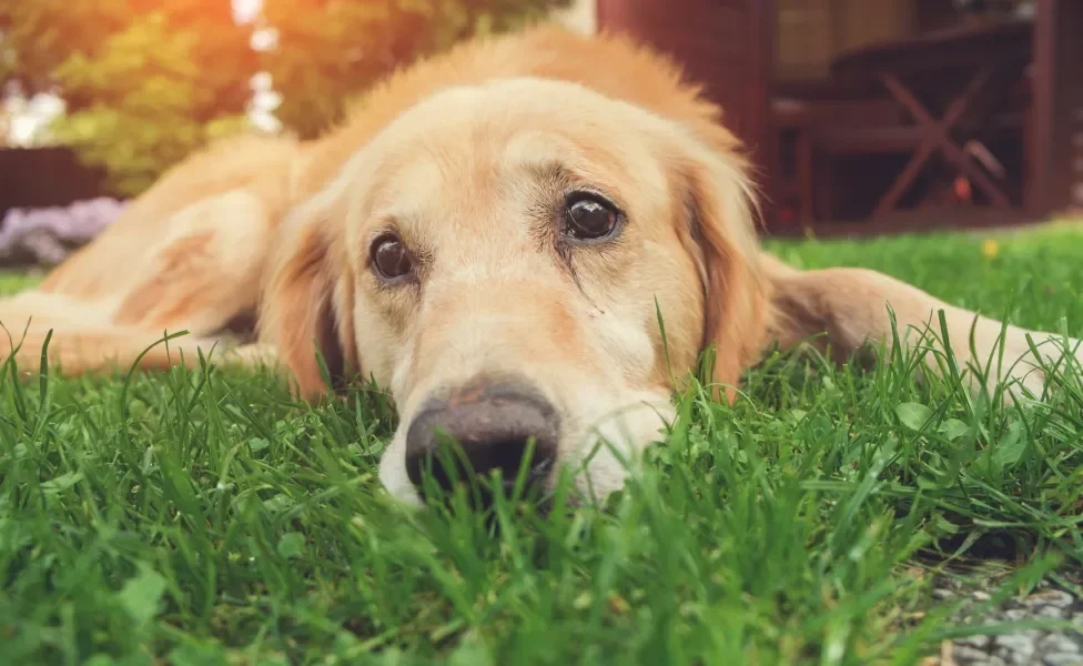 Cão Golden Retriever deitado no gramado