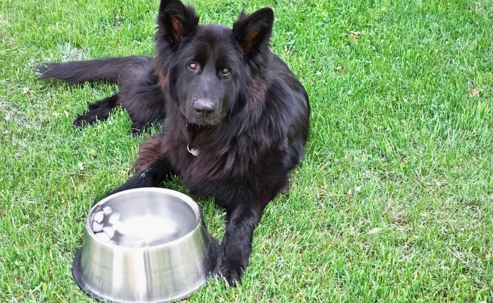 Cachorro grande, preto e peludo deitado em gramado perto de pote de água gelada