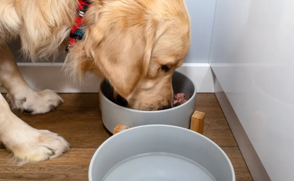 cachorro comendo sachê