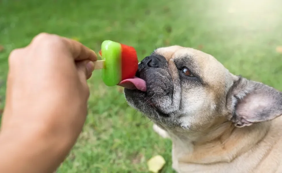 cachorro com calor tomando picolé