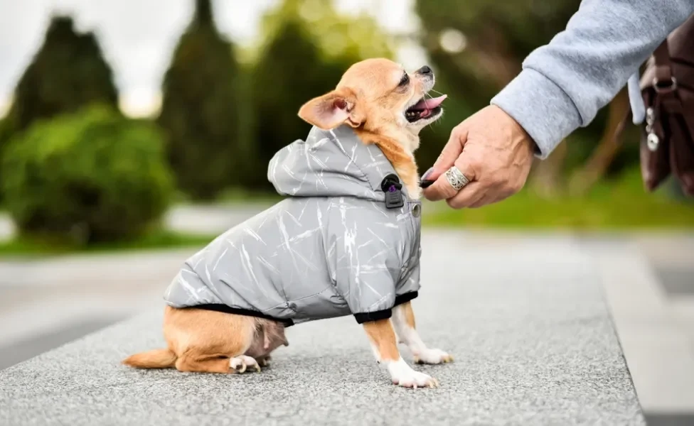 Cachorro Chihuahua com roupinha de frio em ambiente externo