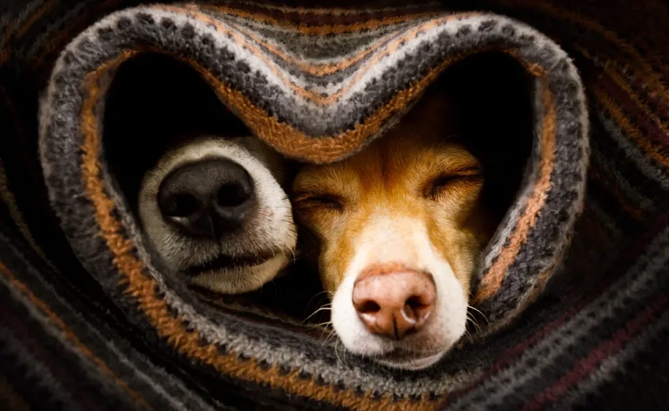 Rostos de dois cachorros lado a lado, envoltos em cobertor quente