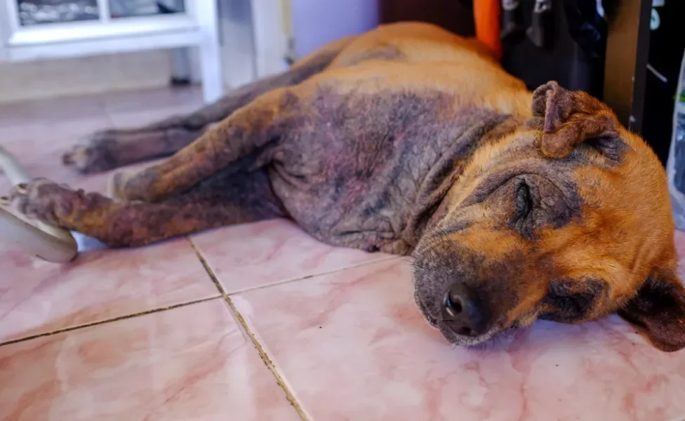 Cachorro doente com sarna deitado no chão