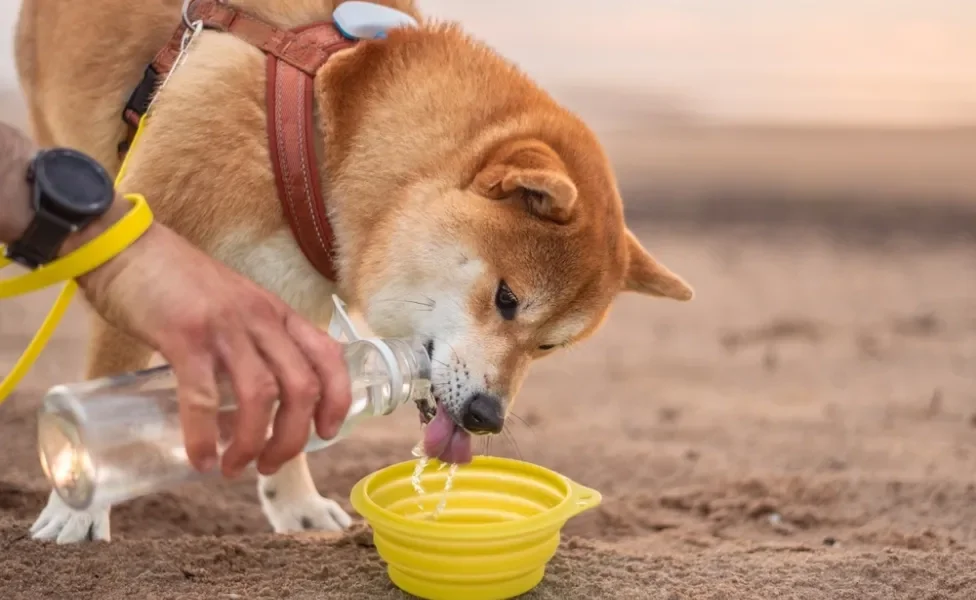 Tutor oferecendo água para um cachorro Shiba em ambiente externo