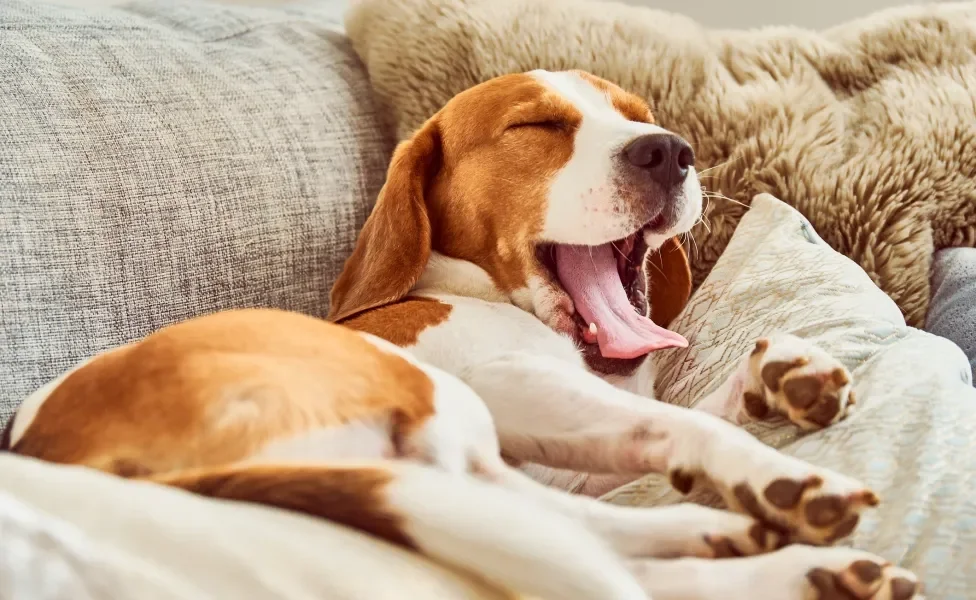 Cão Beagle deitado bocejando 