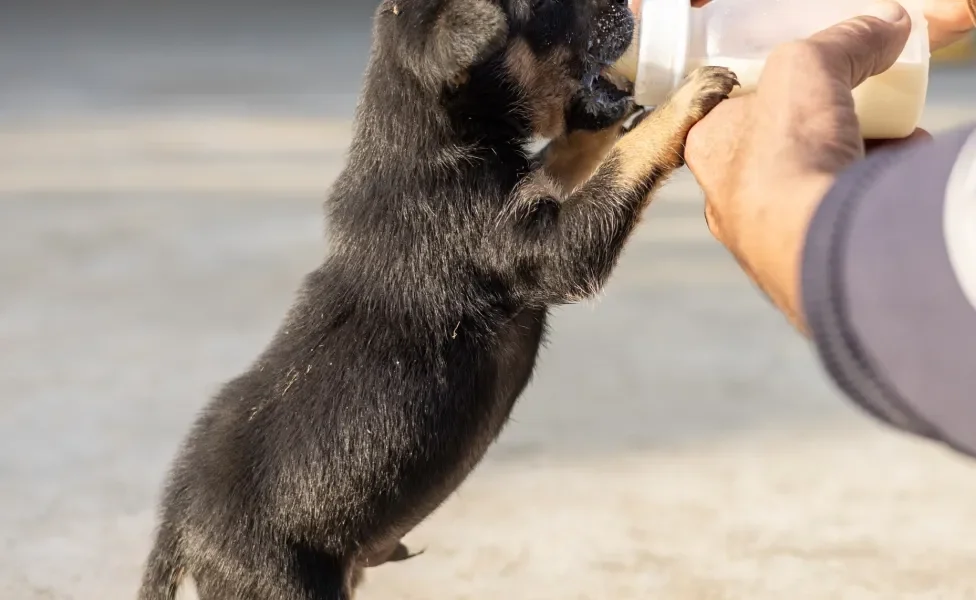 Cachorrinho filhote preto recebendo mamadeira com leite de pessoa na rua