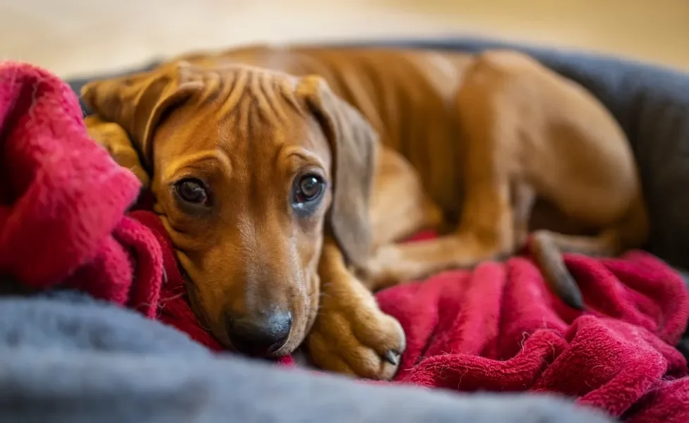 Cachorro Dachshund marrom deitado na caminha