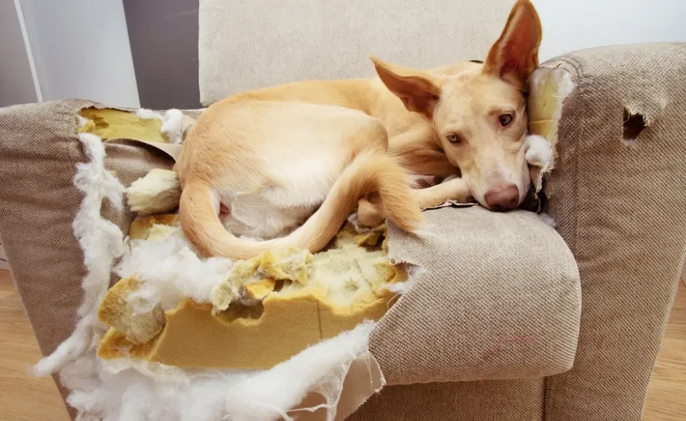 cachorro destruidor em cima de sofá todo destruído