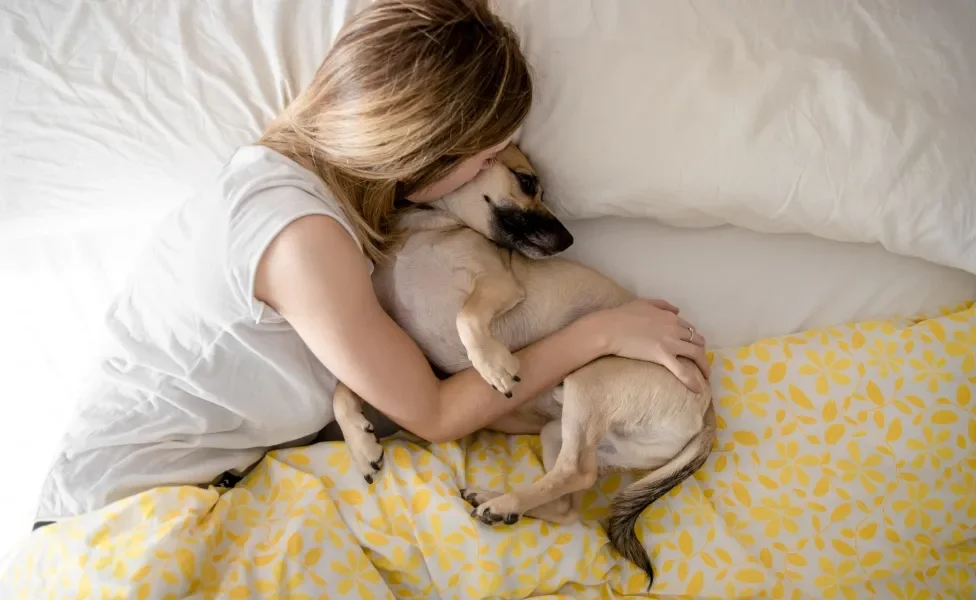 Cão pequeno deitado em cama agarrado com tutora