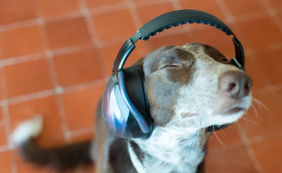 Cachorro com protetor auditivo