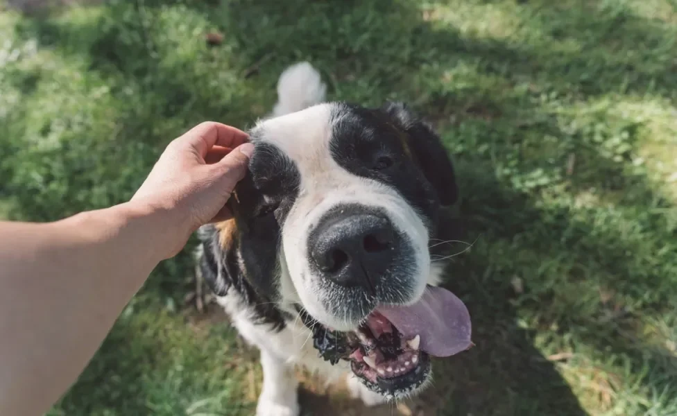 cachorro feliz recebendo carinho