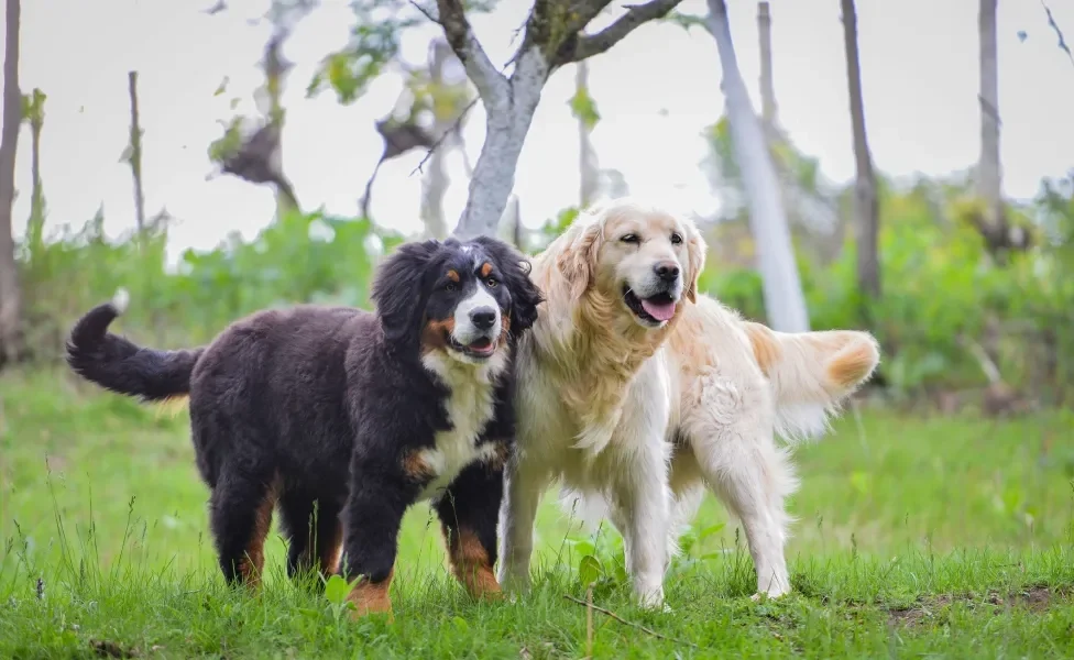 Cachorros curtindo juntos em bosque