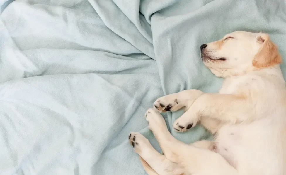 Cachorro filhote amarelado dormindo em cima de lençol azul