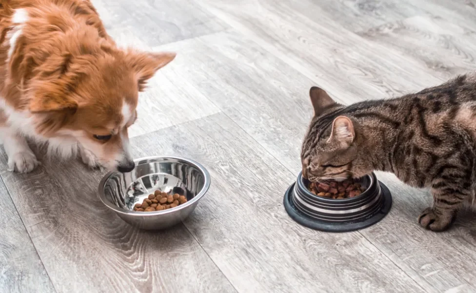 cachorro e gato comendo ração nos seus respectivos potes