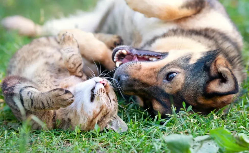 cachorro e gato brincando juntos na grama