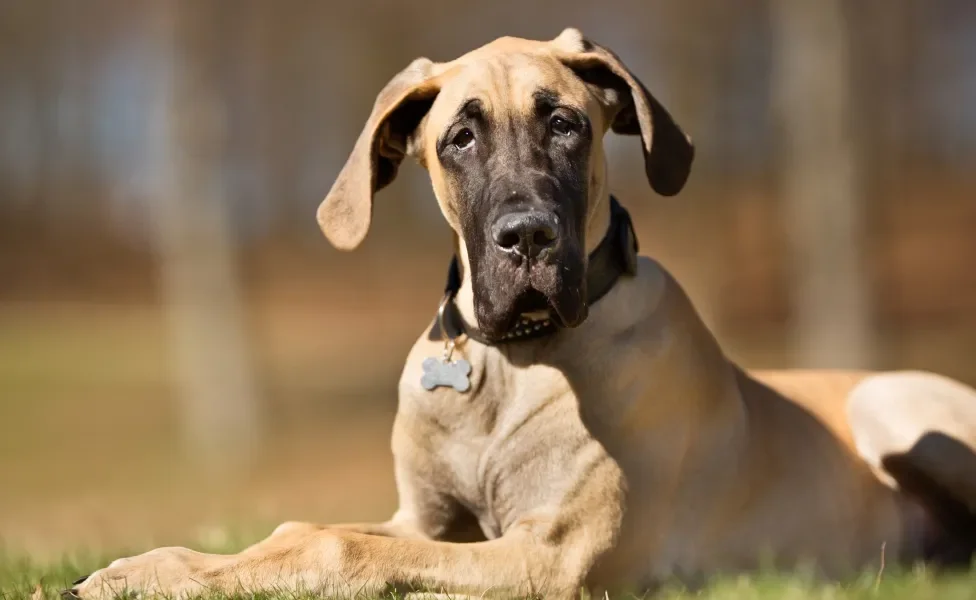 Cão Dogue Alemão em destaque em dia ensolarado