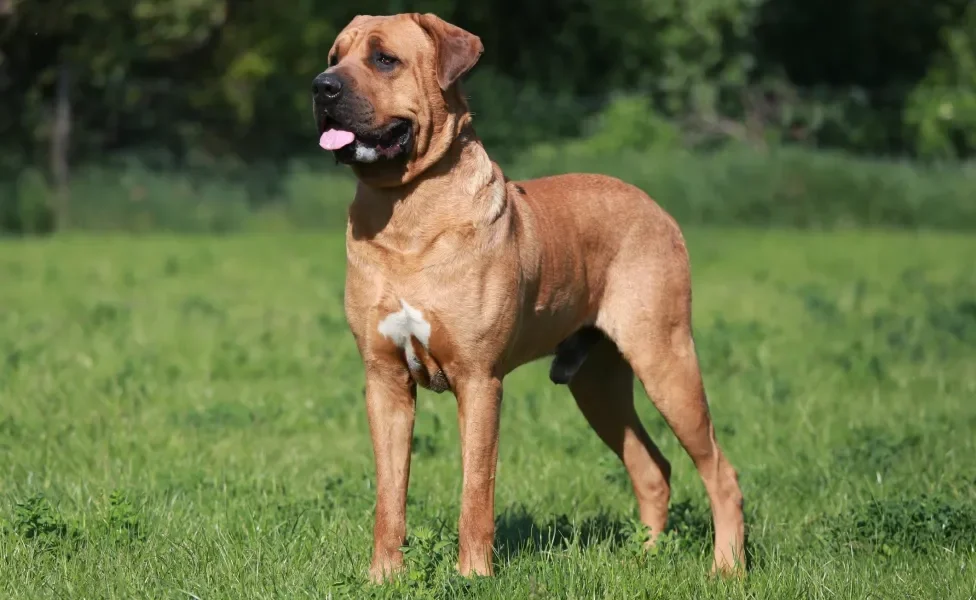 Cachorro gigante em pé em gramado ensolarado