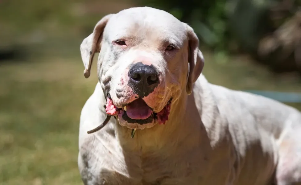 Cão Dogo Argentino sorrindo