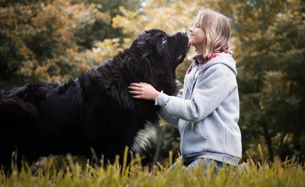 Cão gigante preto lambendo rosto de jovem