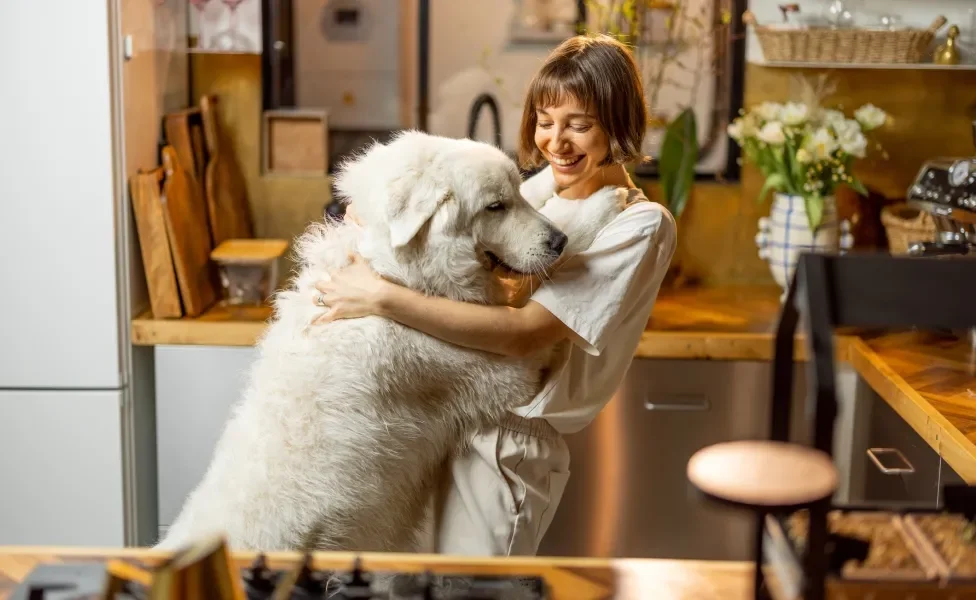 Cão gigante em pé abraçando tutora