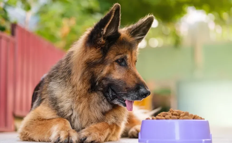 Cachorro Pastor Alemão idoso deitado no chão ao lado de pote de ração