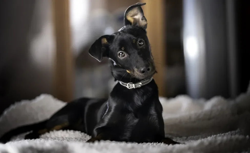 Pinscher preto deitado em cima de coberta