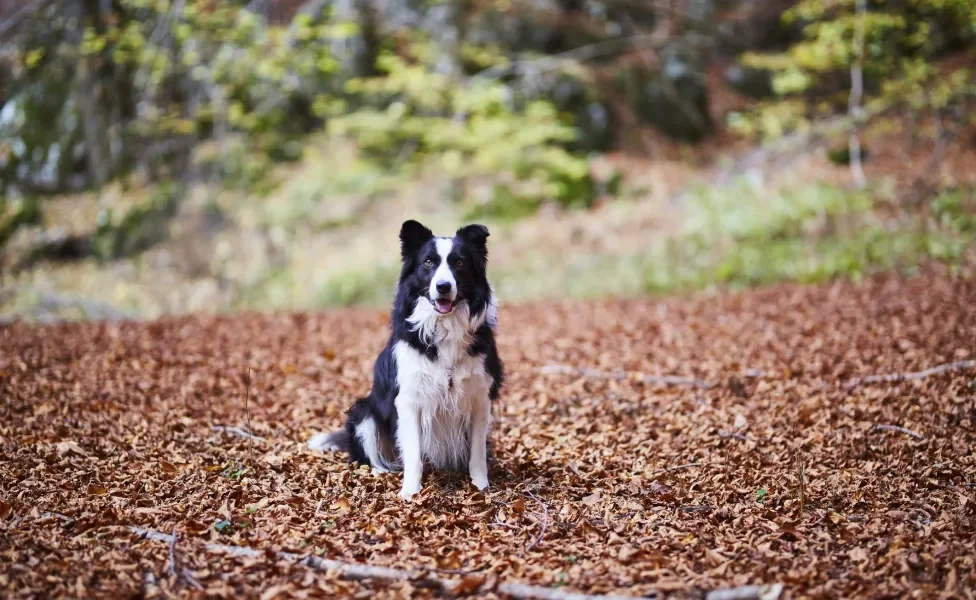 Cão Border Collie sentado em chão cheio de folhas no outono
