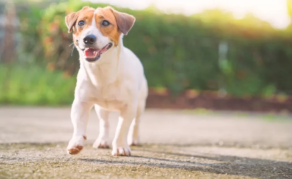 Cão Jack Russell Terrier andando na rua
