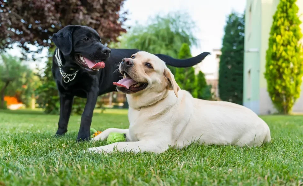 Dois cães da raça Labrador, um preto e outro branco, sorrindo juntos em parque