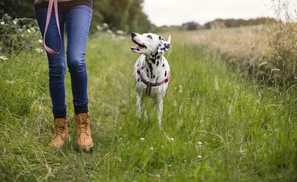 Dálmata caminhando com tutora em gramado