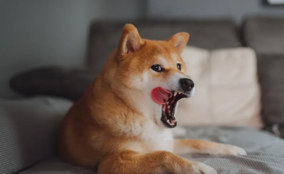 Cão Shiba Inu com a língua de fora