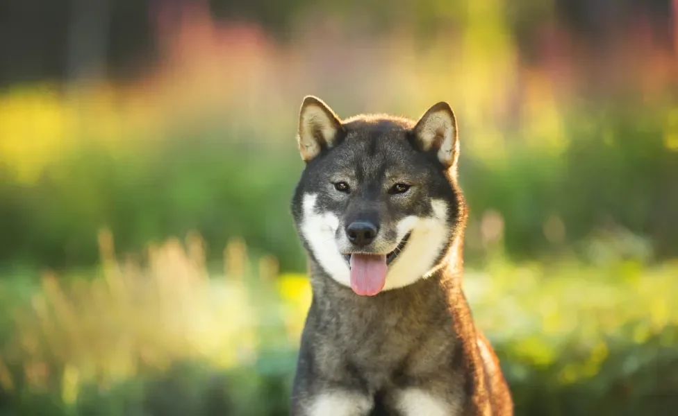 Cão japonês com fundo de natureza