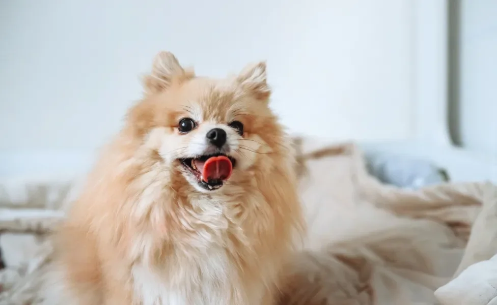 Cachorro Spitz Alemão