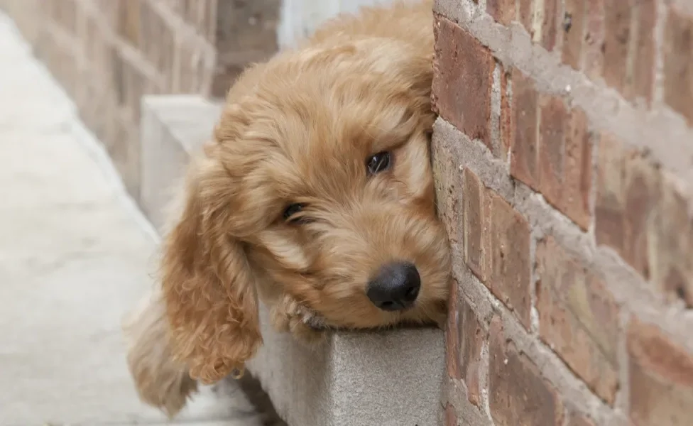 Cachorro dourado com o focinho encostado em parede de tijolos