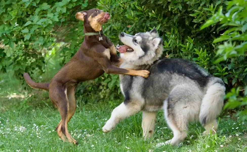 Cachorros brincando em ambiente externo