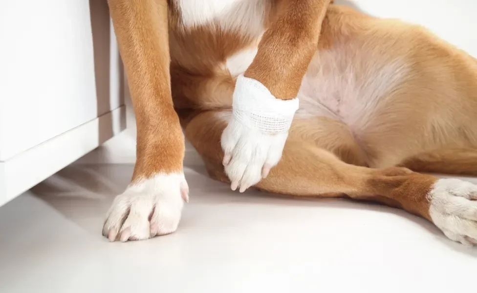 cachorro com a pata levantanda