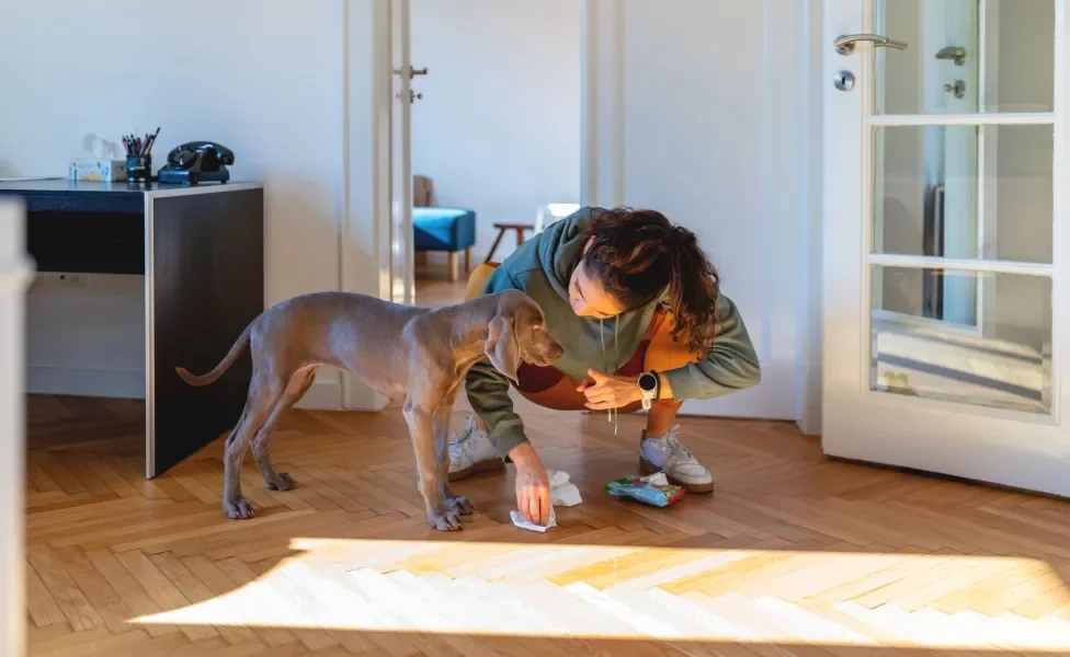 Tutora brigando com cachorro por ter feito xixi dentro de casa