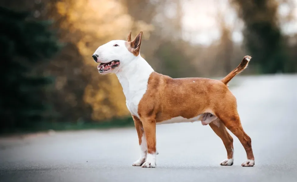 Cachorro Bull Terrier