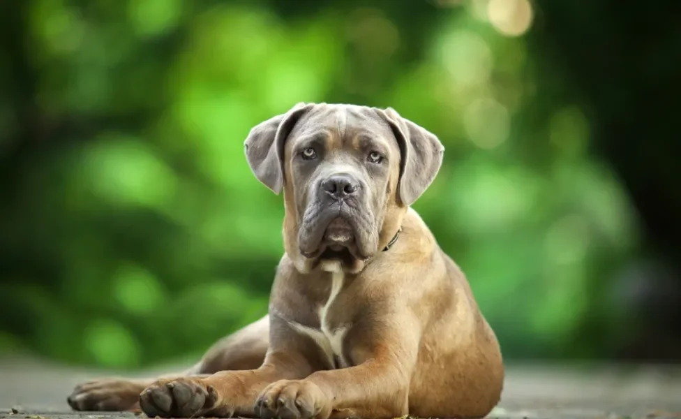 Cachorro Cane Corso